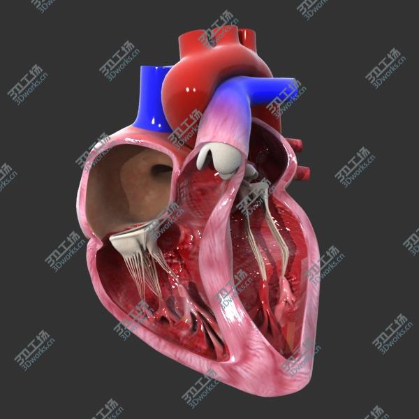 images/goods_img/2021040234/Heart cross section Animated model/1.jpg